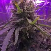 Haze Grow