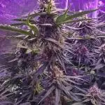 Haze Grow
