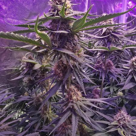 Haze Grow