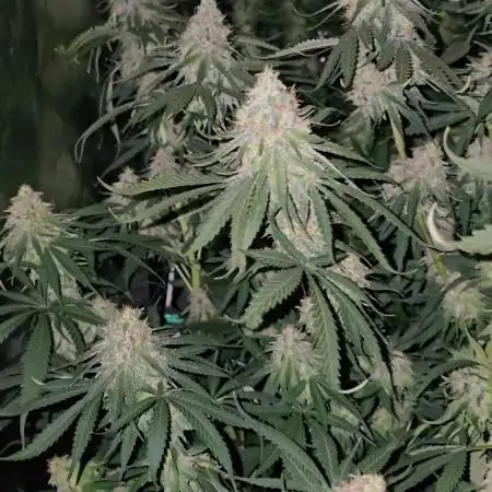 Haze Grow