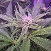 Biiiig Mama 2's Babies