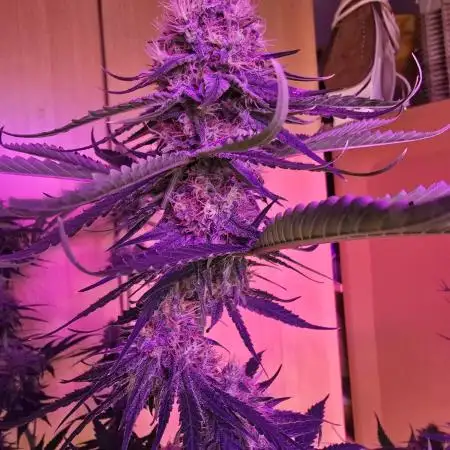 Haze Grow