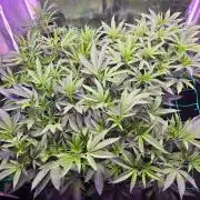 Fancy US Genetics