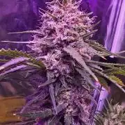 Haze Grow