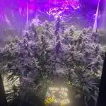 Haze Grow