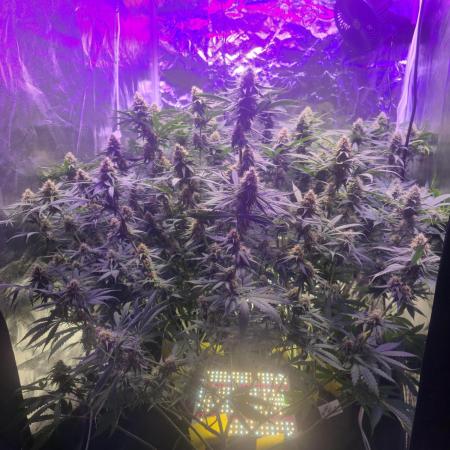 Haze Grow