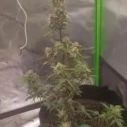 First Indoor Grow