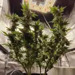 Fruity Pebbles 2.0 (For Seeds)