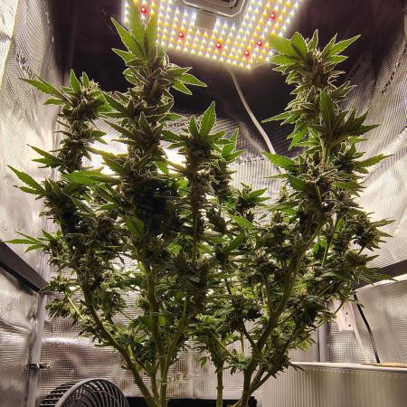 Fruity Pebbles 2.0 (For Seeds)