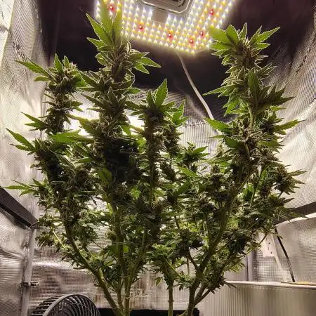 Fruity Pebbles 2.0 (For Seeds)