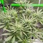Stephen Hawking Kush - Alphakronik Genes