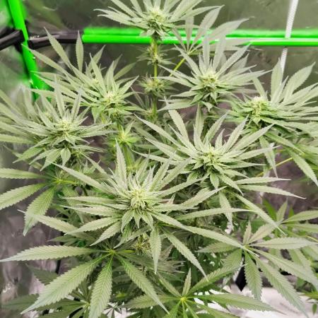 Stephen Hawking Kush - Alphakronik Genes