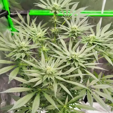 Stephen Hawking Kush - Alphakronik Genes
