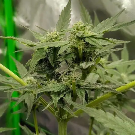 Gelato X Granddaddy Purple - QCS