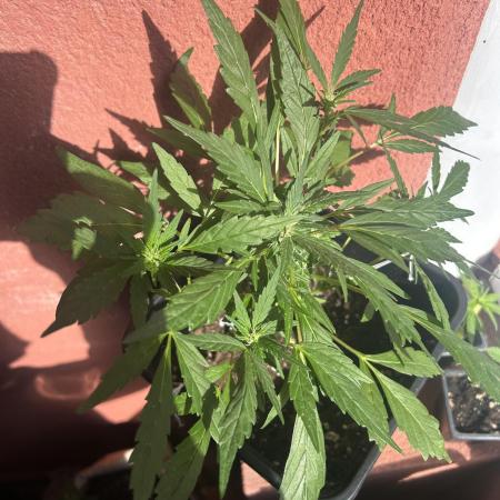 First try at my new balcony