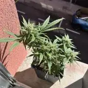 Planting some freebies!