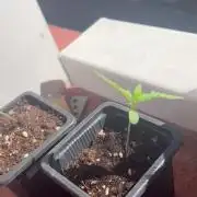 My first feminized grow