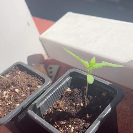 My first feminized grow