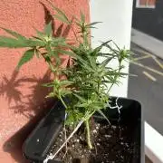 First try at my new balcony