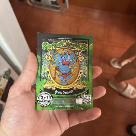 My first feminized grow