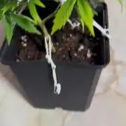 Planting some freebies!