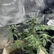 Planting some freebies!