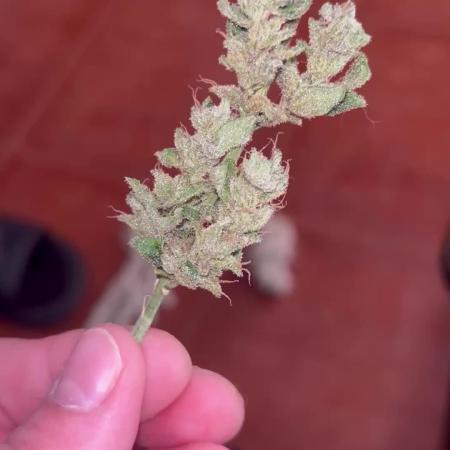 First try at my new balcony