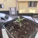 Planting some freebies!