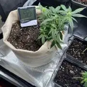 Planting some freebies!