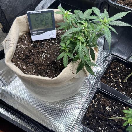 Planting some freebies!