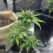 Planting some freebies!