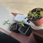 My first feminized grow