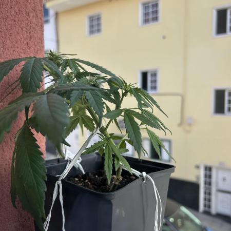 Planting some freebies!