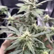 Planting some freebies!