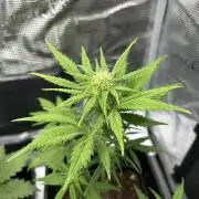 Orange sherbet  auto indoor