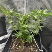 First try at my new balcony