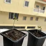 My first feminized grow