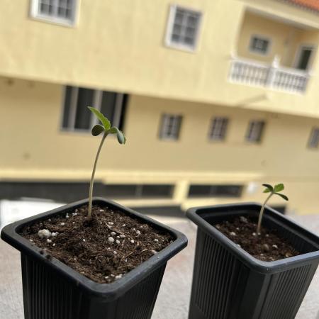 My first feminized grow