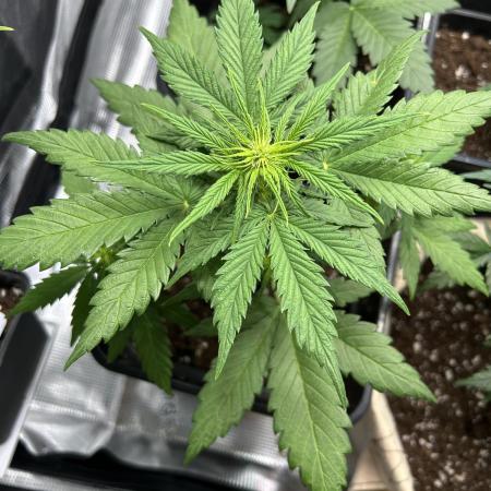 Orange sherbet  auto indoor