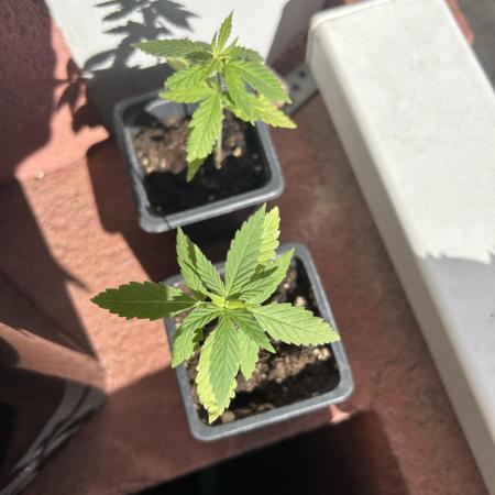 My first feminized grow