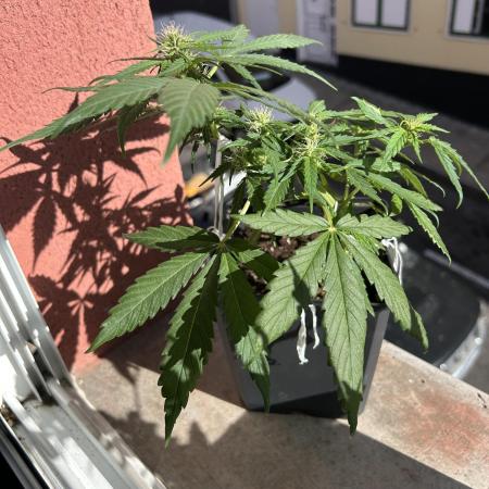 Planting some freebies!