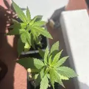 My first feminized grow