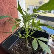 First try at my new balcony