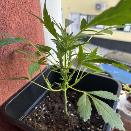 First try at my new balcony