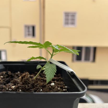 Planting some freebies!