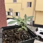 First try at my new balcony