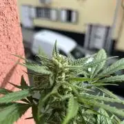 Planting some freebies!