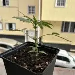 First try at my new balcony