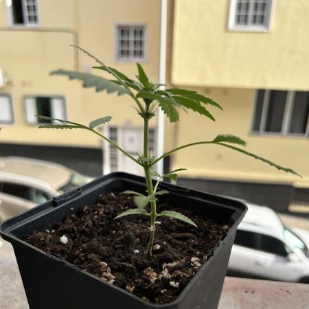 First try at my new balcony