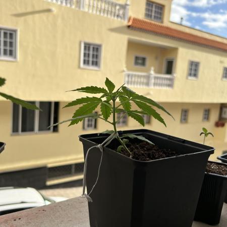 Planting some freebies!